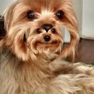 Meet your Posher, Bradley